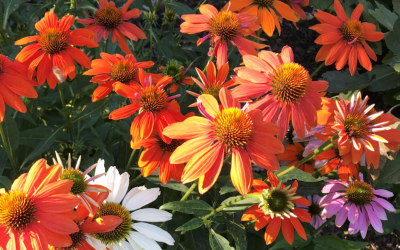 Meet the OFN Flower Farms!